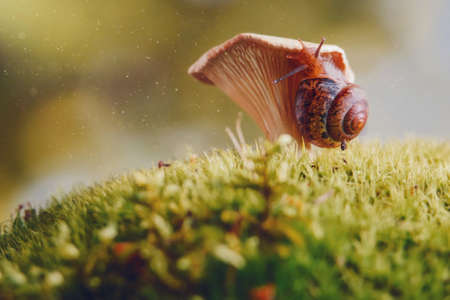 A snail crawls on a mushroom in a clearing with green moss in the forest close-up.の写真素材