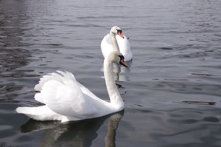 two white swansの写真素材