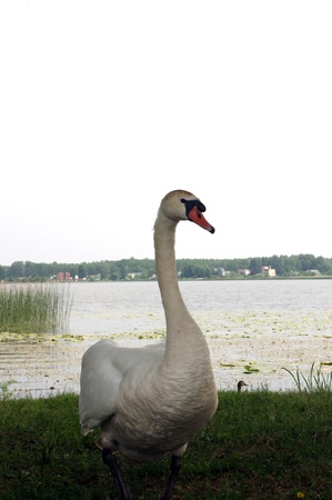 White swan on the edge of lakeの写真素材