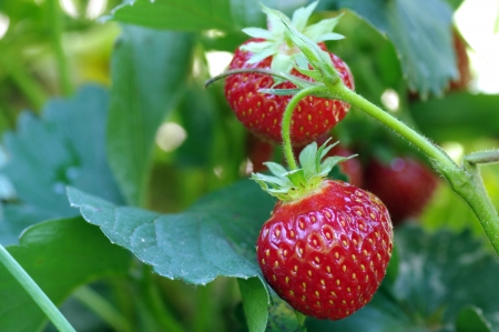 ripe strawberry fruits on the branchの写真素材
