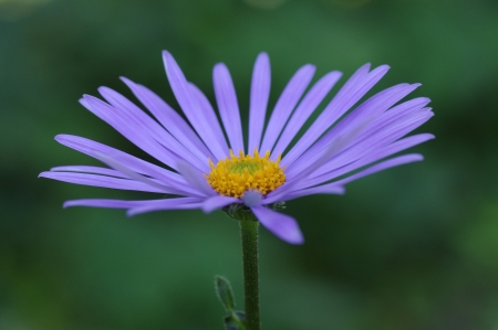 close up of flower blossom in a gardenの写真素材
