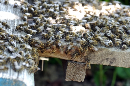 bees at the beehiveの写真素材