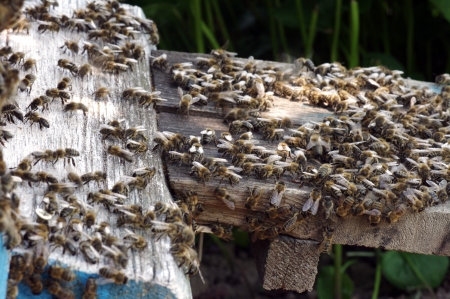 bees at the beehiveの写真素材