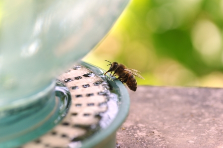 bee drinking waterの写真素材