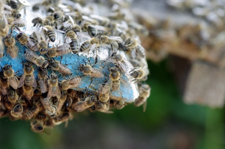 bees at the beehiveの写真素材