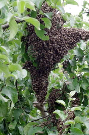 honey bee swarn in apple treeの写真素材
