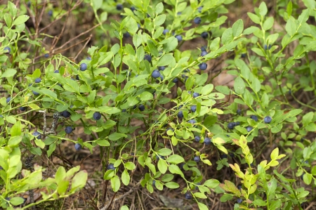 fresh blueberries bush in the woods, organic healthy fruitsの写真素材