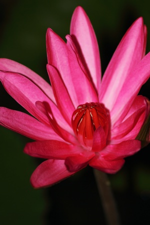 beautiful red flowerの写真素材