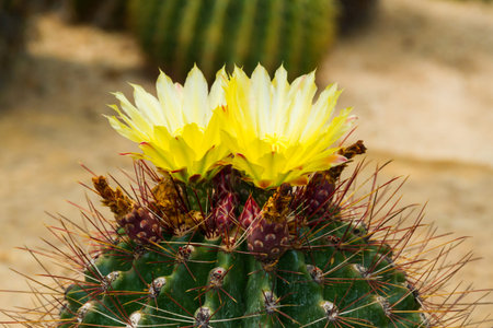 cactusの写真素材