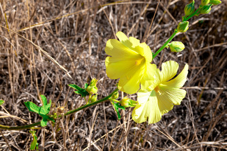 Beautiful yellow coltsfoot flowers growing between dry grass and leaves