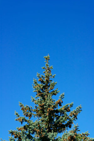 Christmas post card. pine with cones against the blue sky 8