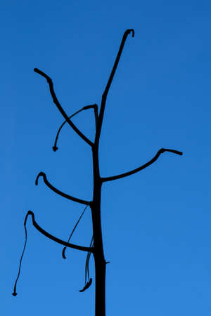 One withered flower branch, close up, blue skyの写真素材