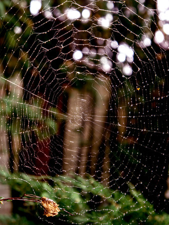 Detail of dew on spiders web. outdoor