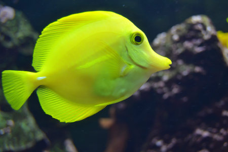 Tropical yellow fish