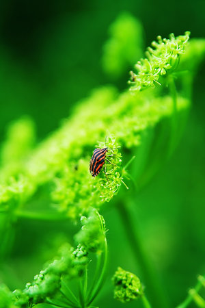 Forest bugの写真素材