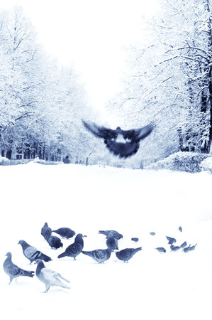 Pigeons and sparrows in parkway in winter cityの写真素材