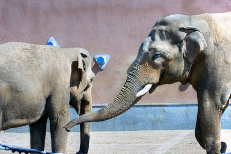 The elephants walking in an open-air cageの写真素材