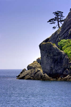 Lonely relic thousand-year pine on seacoastの写真素材