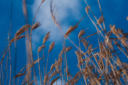 reeds on blue sky background in Belarusの写真素材