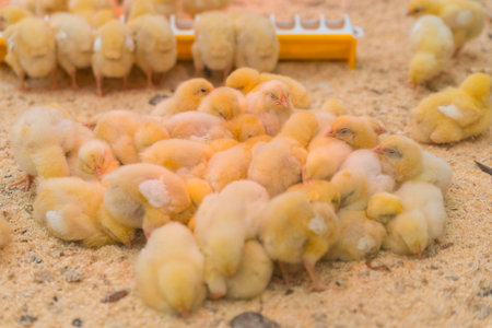 Small yellow chickens are basking in the farm.