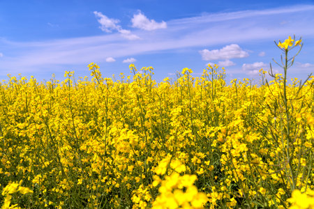Beautiful rapeseed field on a sunny day in June 2017