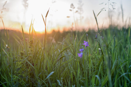 Sunset over the green field in the hot summer