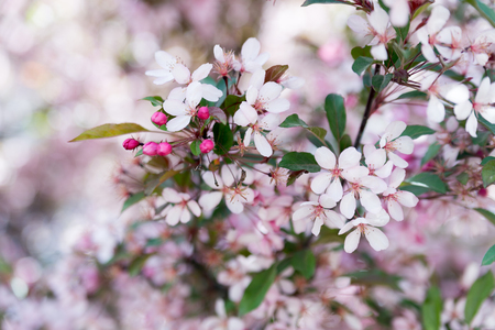 Blossoming cherry flowers close-up In the afternoon in march 2017の写真素材