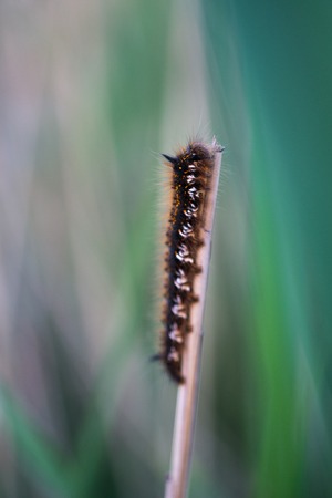 black fuzzy caterpillar close up in the swamp.の写真素材