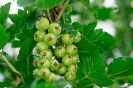 green gooseberries on the branch Sunny day