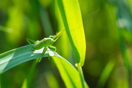 Grasshopper on grass close-up in the wild