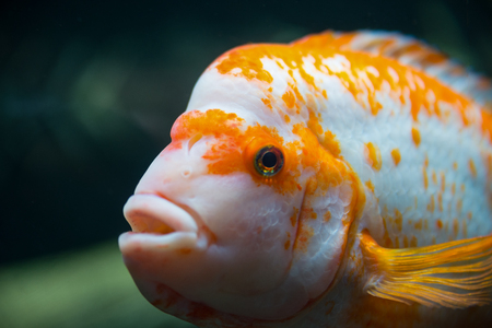 Beautiful tropical fish Cichlasoma citrinellum in the aquarium.の写真素材