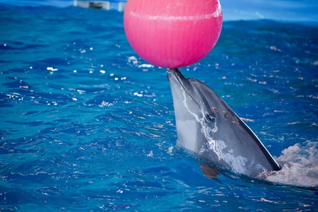 Dolphin in the Dolphin plays with a ball.の写真素材