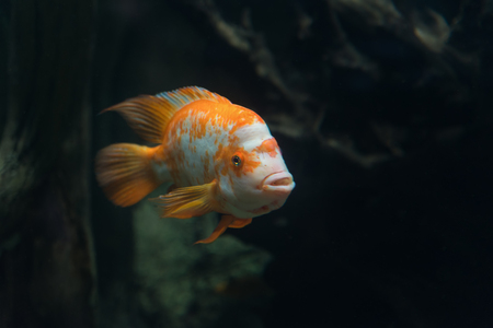 Beautiful tropical fish Cichlasoma citrinellum in the aquarium.の写真素材