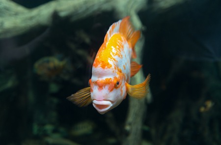 Beautiful tropical fish Cichlasoma citrinellum in the aquarium.の写真素材