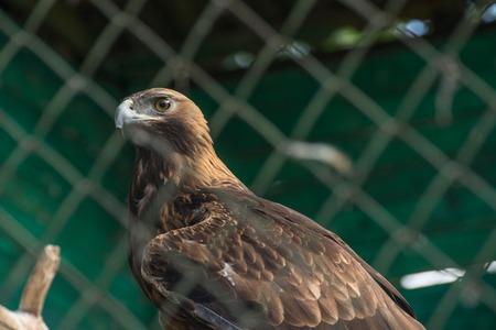 Steppe eagle behind the lattice close-up at the zoo.の写真素材