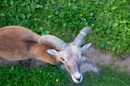 Mountain Goat at the zoo looking into the lens.の写真素材