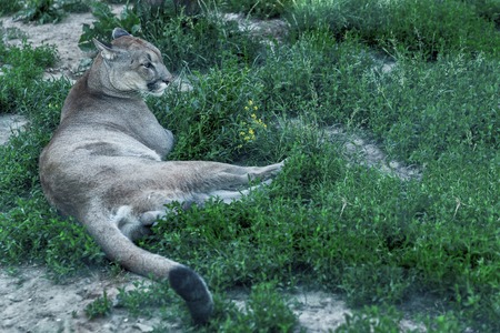 The Florida Panther or Cougar in the zoo of Minskの写真素材