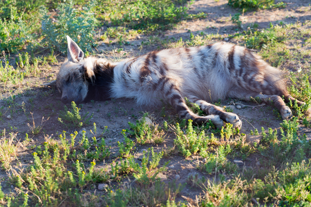 Striped hyenas sleeping on the ground on a hot summer day.の写真素材