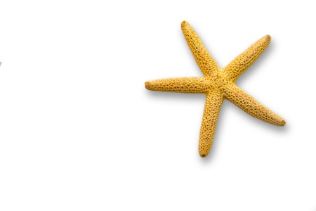 yellow starfish isolated on white background closeup.の写真素材