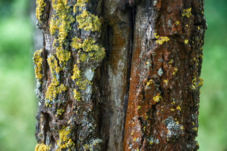 the texture of the trunk of a birch close up in the woods.