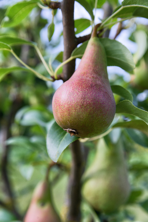 reddish-green pear on the tree closeup on green background.の写真素材