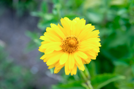 Yellow flower rudbeckia in the summer garden.の写真素材