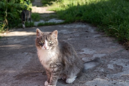 grey street cat posing for the camera.の写真素材