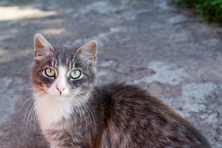 grey street cat posing for the camera.の写真素材