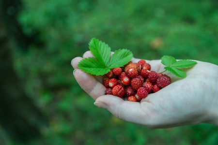 red wild strawberry in the hands of the summer in July.の写真素材