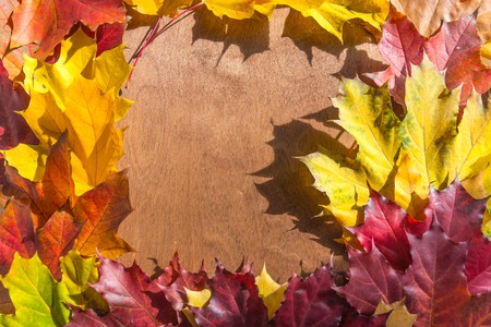Beautiful maple leaves on wooden background sunlight.の写真素材