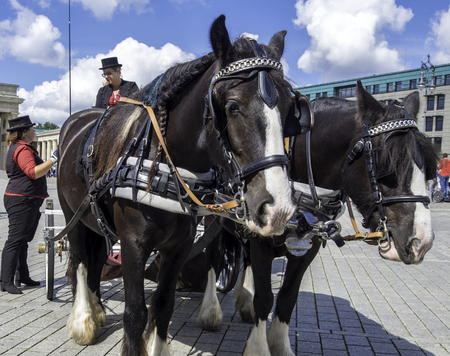 ortrait of two horses on a street in Berlin, Germany September 2017.のeditorial素材