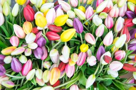 Photo by fake plastic tulips on the market in Amsterdam.の写真素材