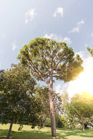 Jardines de Santa Clotilde in Lloret de Mar, Costa Brava, Catalonia, Spain.の写真素材
