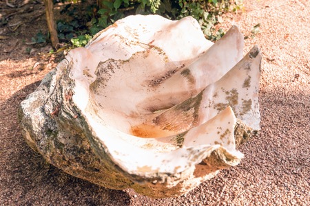 Shell in Jardines de Santa Clotilde in Lloret de Mar, Costa Brava, Catalonia, Spain.の写真素材